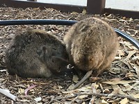Two quokka’s with a baby