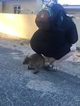 I’m Pooping Quokkas