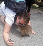 Poging zoveel voor een quokka selfie