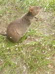 Another Quokka
