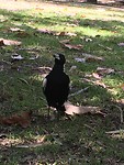 A magpie did too