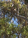 look and find the koala