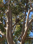 look and find the koala