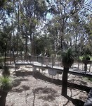 Searching koalas