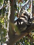 Rottnest Island and Yanchep Oct.2018 064