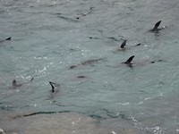Rottnest Island and Yanchep Oct.2018 001