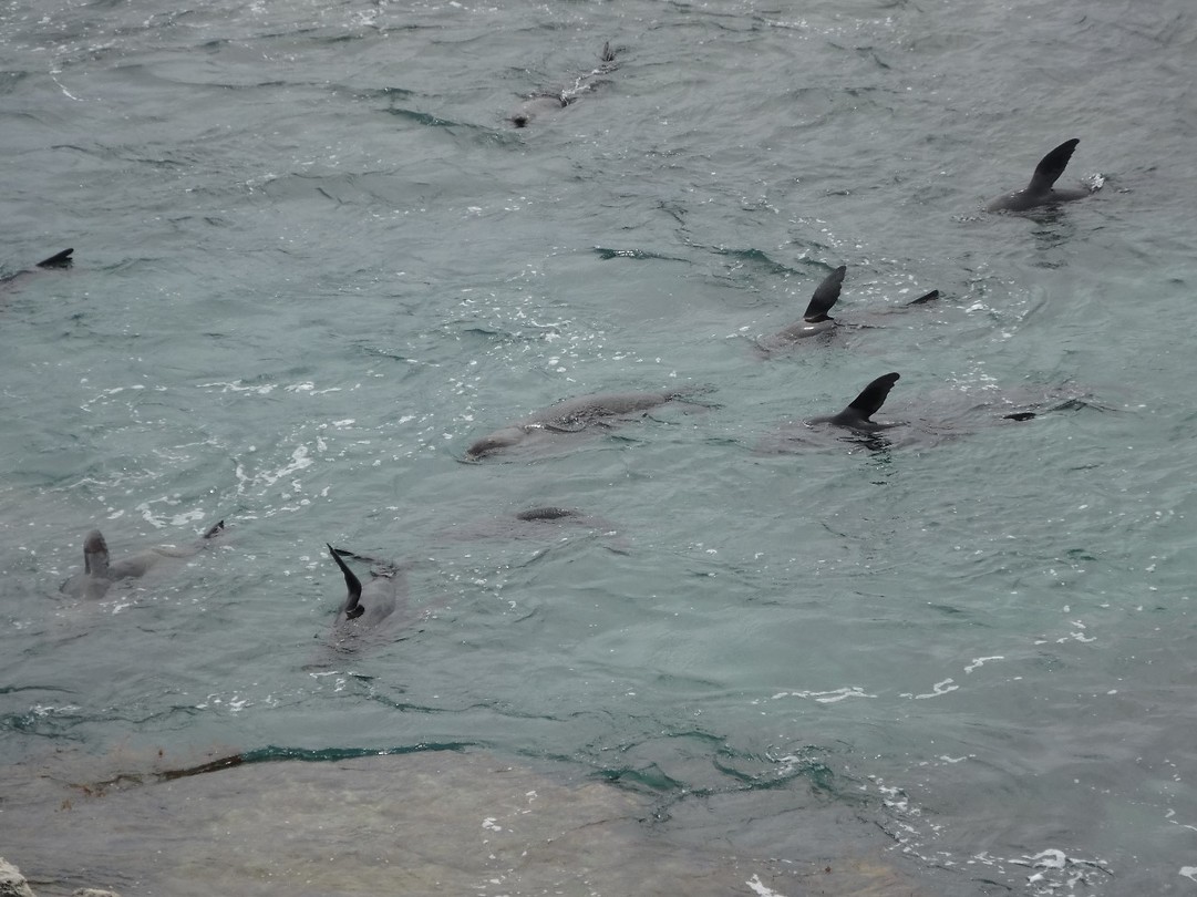 Rottnest Island and Yanchep Oct.2018 001