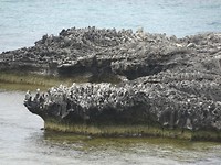 Rottnest Island and Yanchep Oct.2018 006