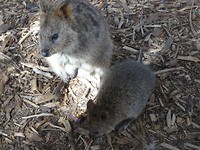 Rottnest Island and Yanchep Oct.2018 009