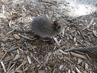 Rottnest Island and Yanchep Oct.2018 010