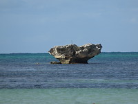 Rottnest Island and Yanchep Oct.2018 016