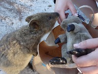 Rottnest Island and Yanchep Oct.2018 029