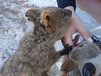 Rottnest Island and Yanchep Oct.2018 030