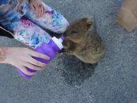 Rottnest Island and Yanchep Oct.2018 037