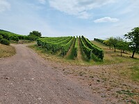 Wijnstokken