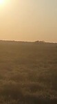 Dwingelderveld, avondzon, eenzame renner