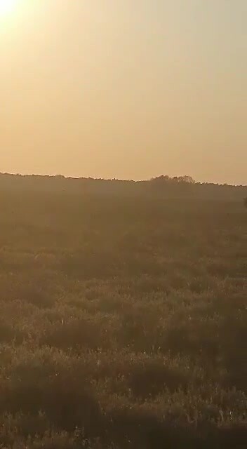 Dwingelderveld, avondzon, eenzame renner