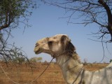 bijzondere dieren, kamelen