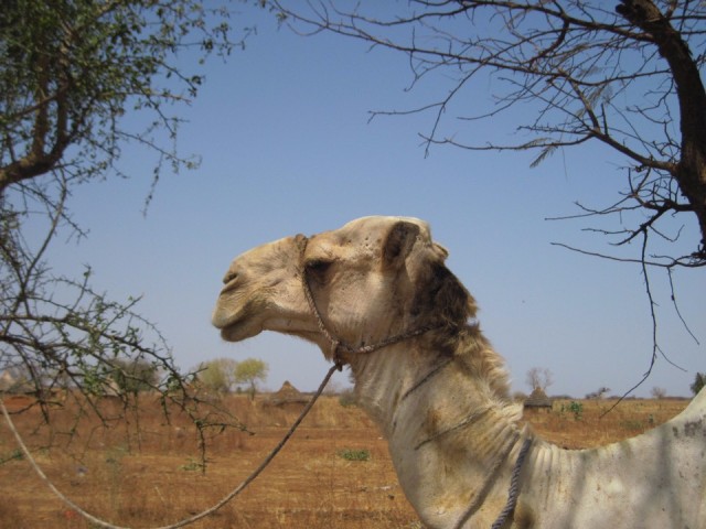 bijzondere dieren, kamelen