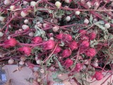 hibiskus