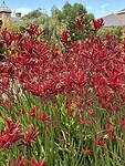 IMG_2043