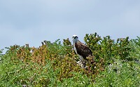 A7402682