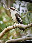 IMG_2227