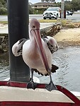 IMG_2247