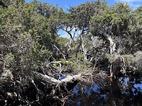 IMG_2419