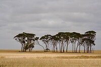A7406244