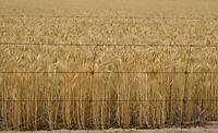 A7406243