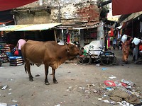 Een wees stier, midden op de markt!