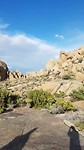 Joshua Tree