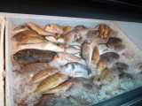 Welke vis wil je eten?