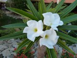 Een Euphorbia?