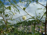 Een Mimosaceae