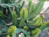 Een Euphorbia!