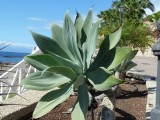 Agave achtige