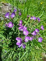 Paarse bloemetjes