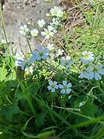 Witte bloemetjes