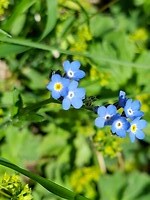 Blauwe bloemetjes