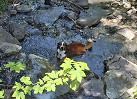 Hond in beek