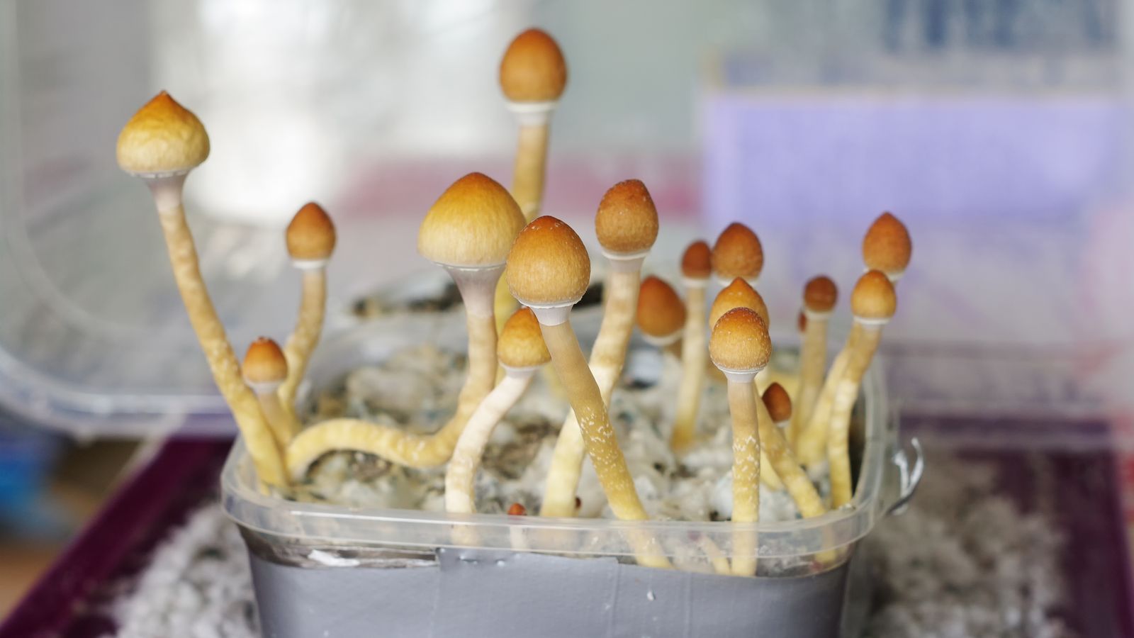 How translating books on mushrooms is spreading psychedelic knowledge globally