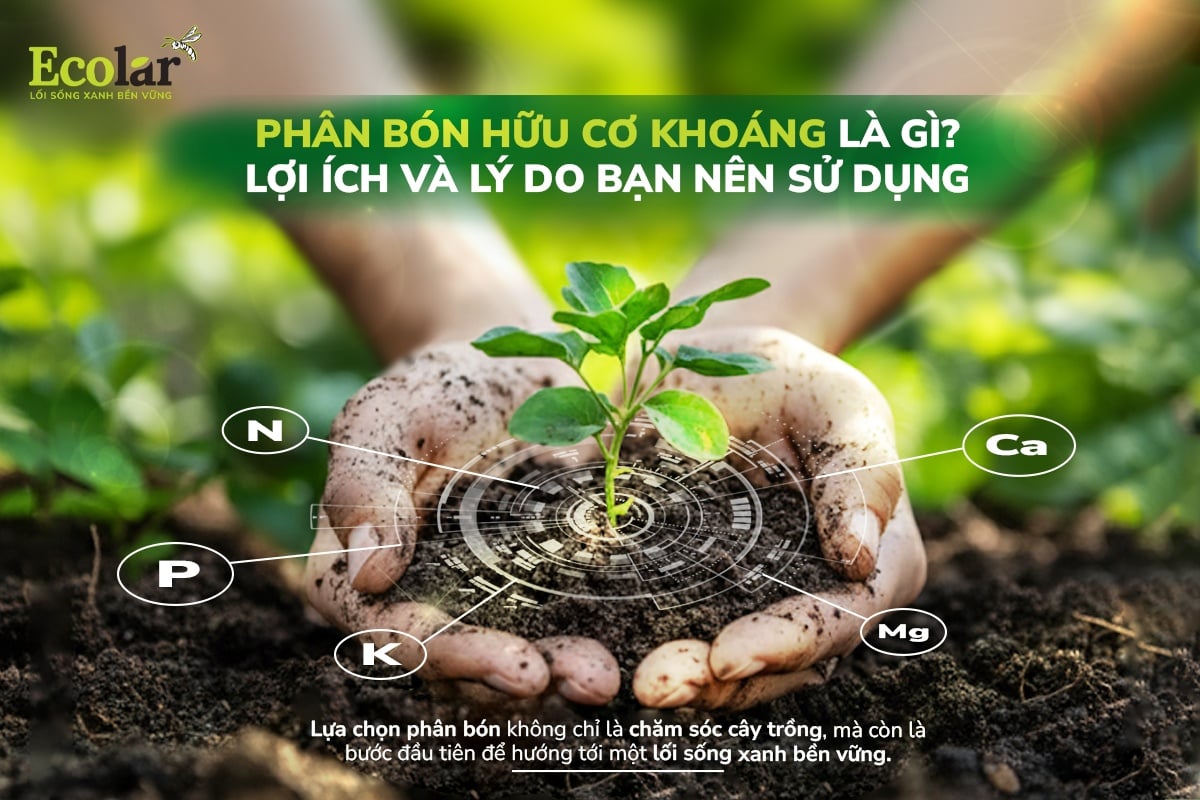 Phân bón hữu cơ khoáng – giải pháp dinh dưỡng xanh cho nông nghiệp bền vững