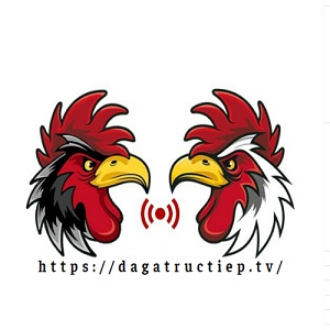 Đá gà trực tiếp