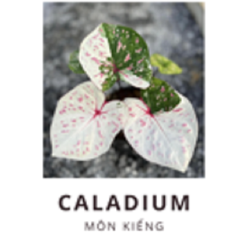 Caladium vn
