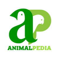Animal pedia