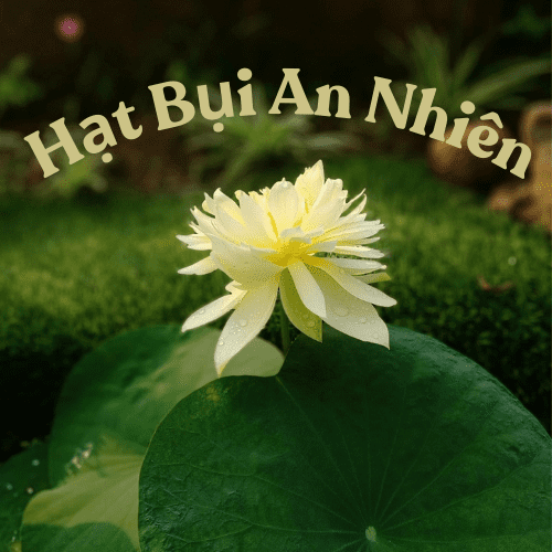 Hạt bụi an nhiên