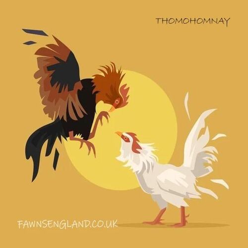 Thomohomnay trực tiếp đá gà thomo