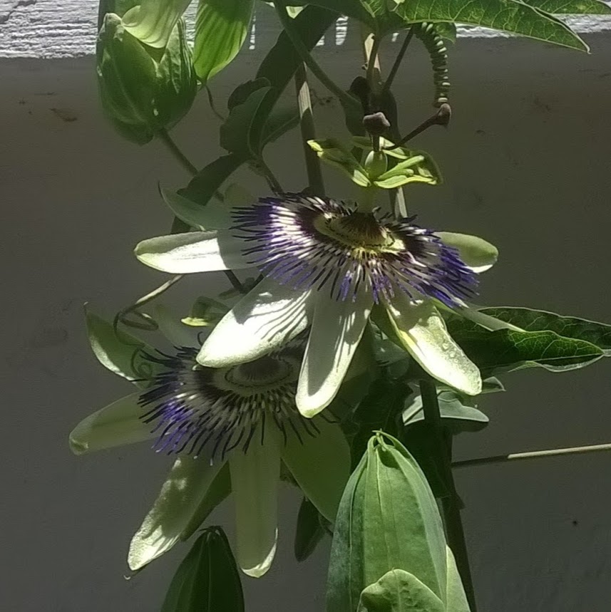 Gloria cifuentes dowling